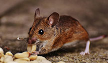 24 Hour & Emergency Exterminators in Shorewood, IL